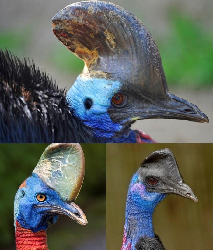 cassowary kuşu türleri