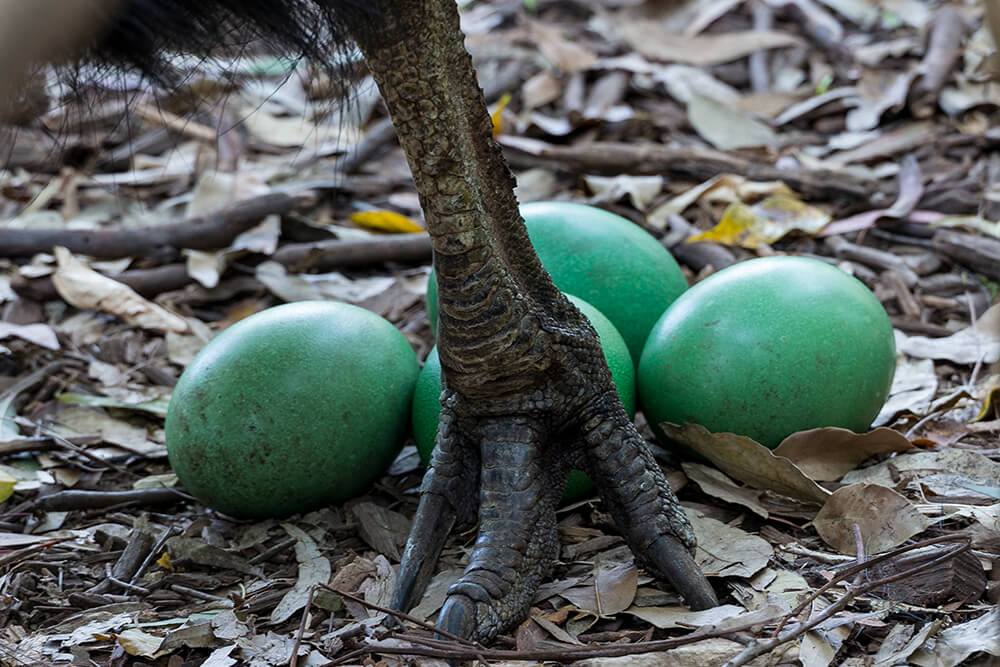 cassowary yumurtaları ve ayağı