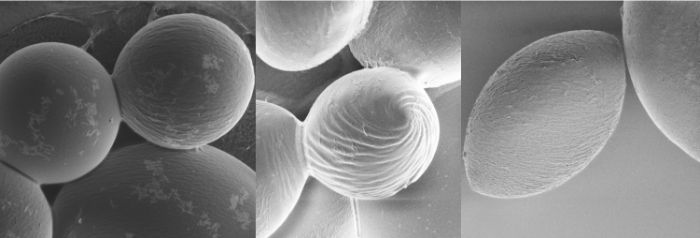 Küre biçimli polimerleri (en solda) gösteren elektron mikroskobu; bilim adamları yeni bir çözücü eklendiğinde kürelerin büküldüğünü ve uzadığını keşfetti