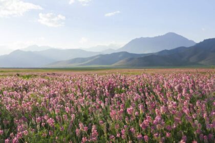 kırgızistan'ın güzel çiçek ovası