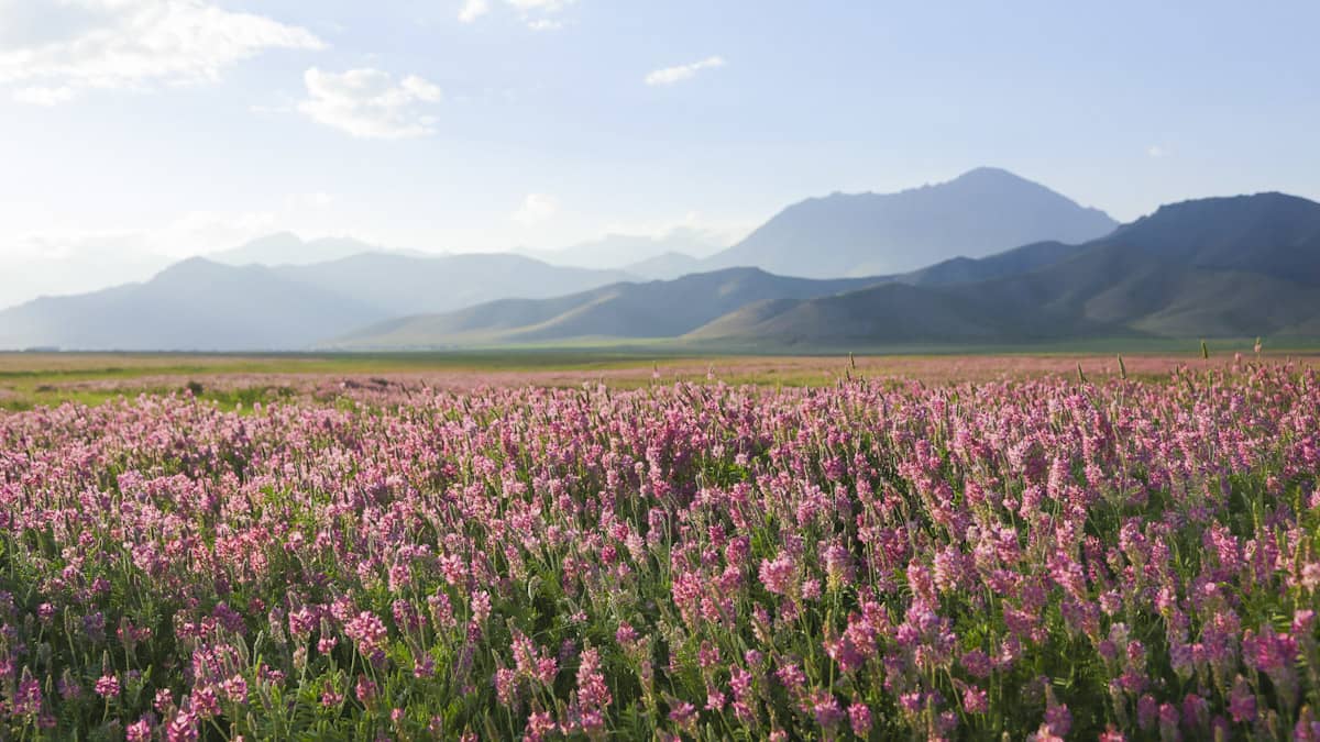 kırgızistan'ın güzel çiçek ovası