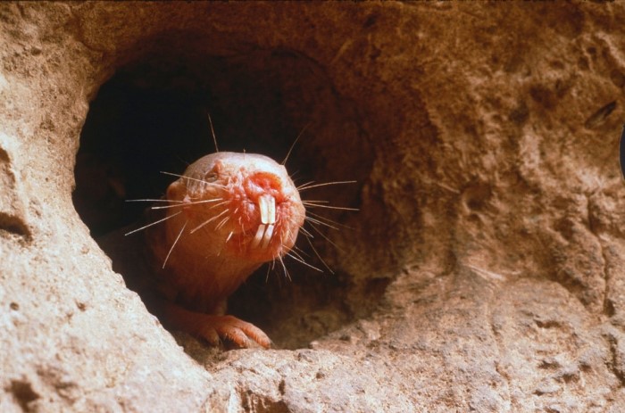 çıplak kör fare tünelden dışarı bakıyor
