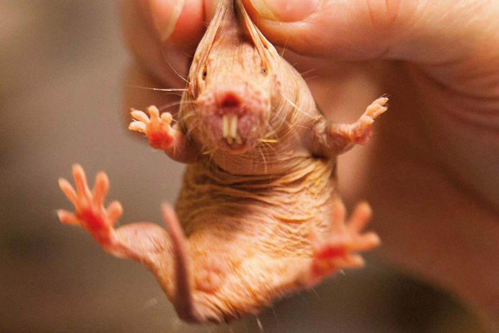 bir kadın yavru tüysüz köstebek faresini kaldırmış