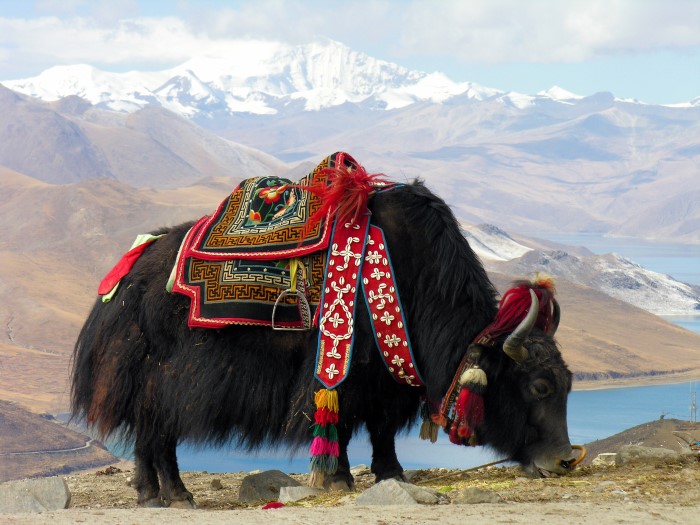 Tibet öküzü, yak