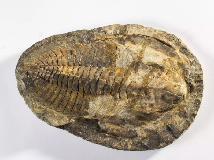 Trilobitler, Paleozoik çağ'a ait bir endeks fosilidir