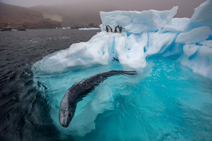 Pars foku (Antarktika leopar foku) penguen avlıyor