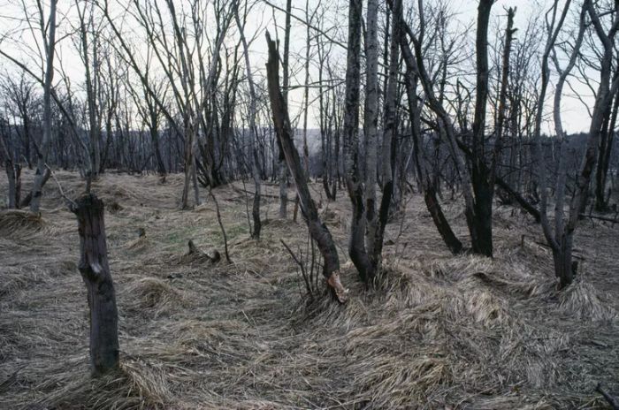 asit yağmurlarından zarar görmüş orman ağaçları