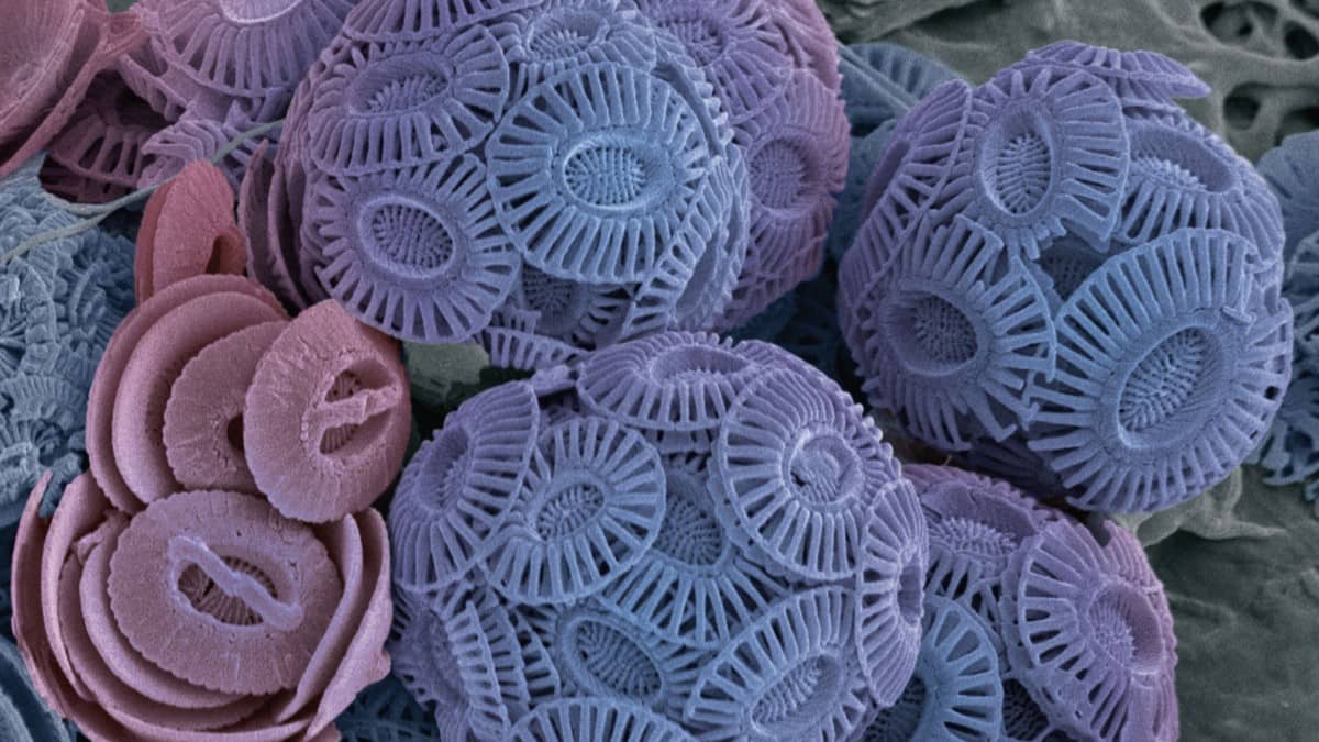 kalkerli fitoplankton
