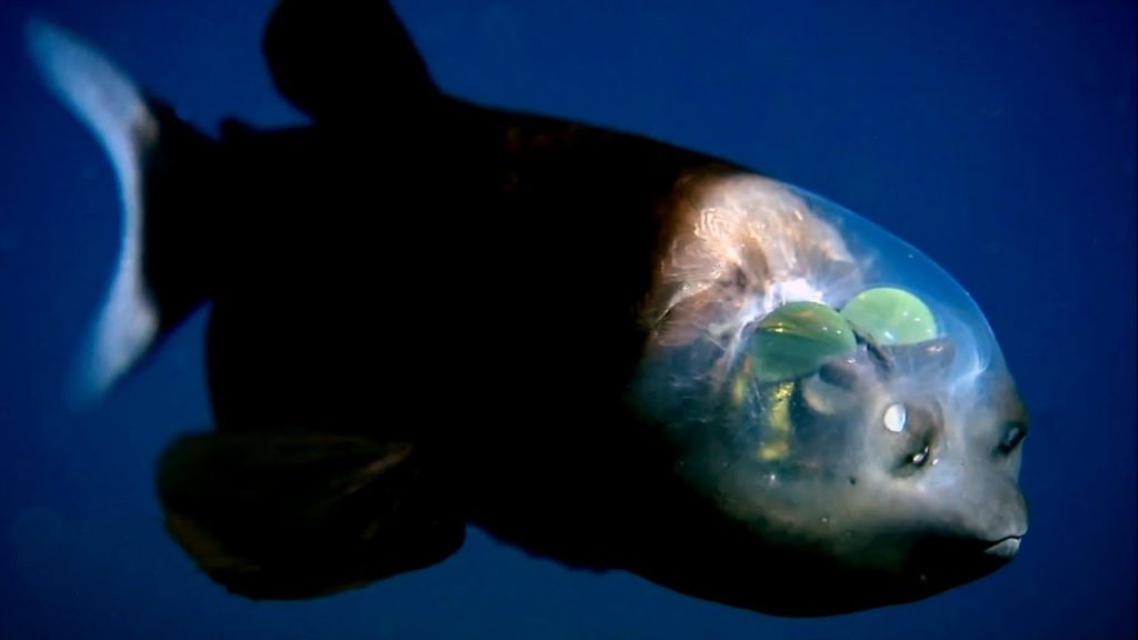 mariana çukuru içinde yaşayan
Barreleye balığının gözleri saydam baş kısmının içinde ve yüzündeki iki yuva aslında burunlar 