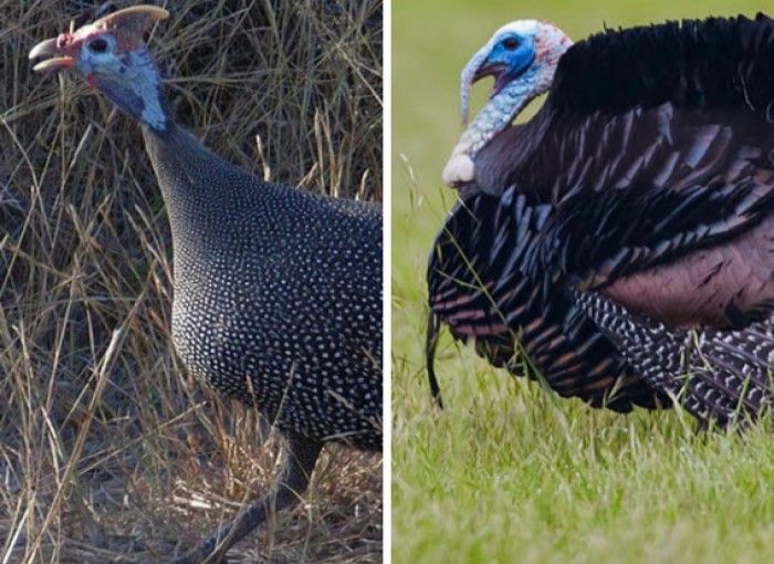 turkey hayvanı Beç tavuğu (gine tavuğu) ve Kuzey Amerika hindisi