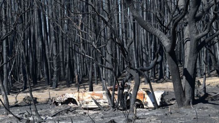 avustralya orman yangını ağaçları kül etti