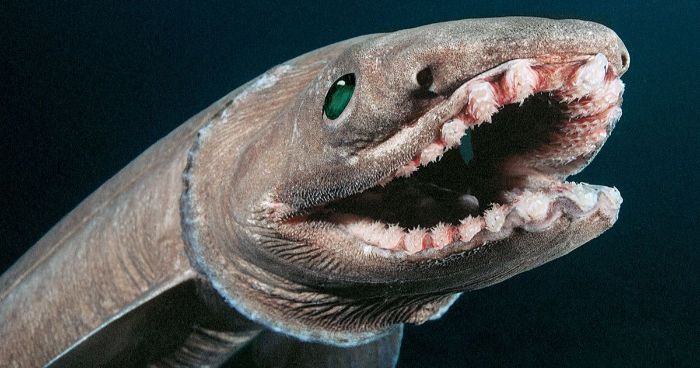 fırfırlı köpek balığı mariana çukuru