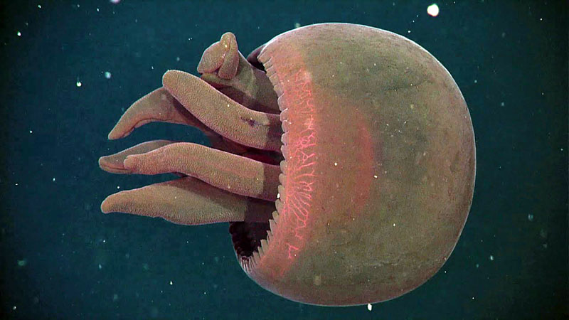 Granrojo Jellyfish 1 metre uzunluğunda