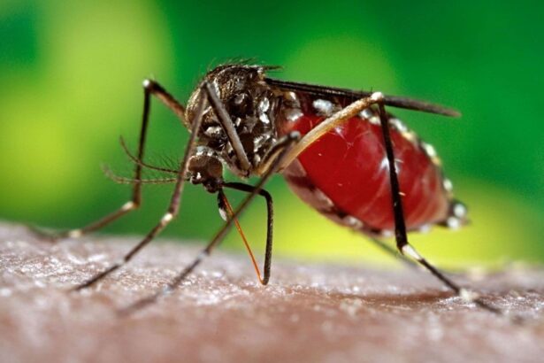 insana sıtma bulaştıran sivrisinek hayvanı