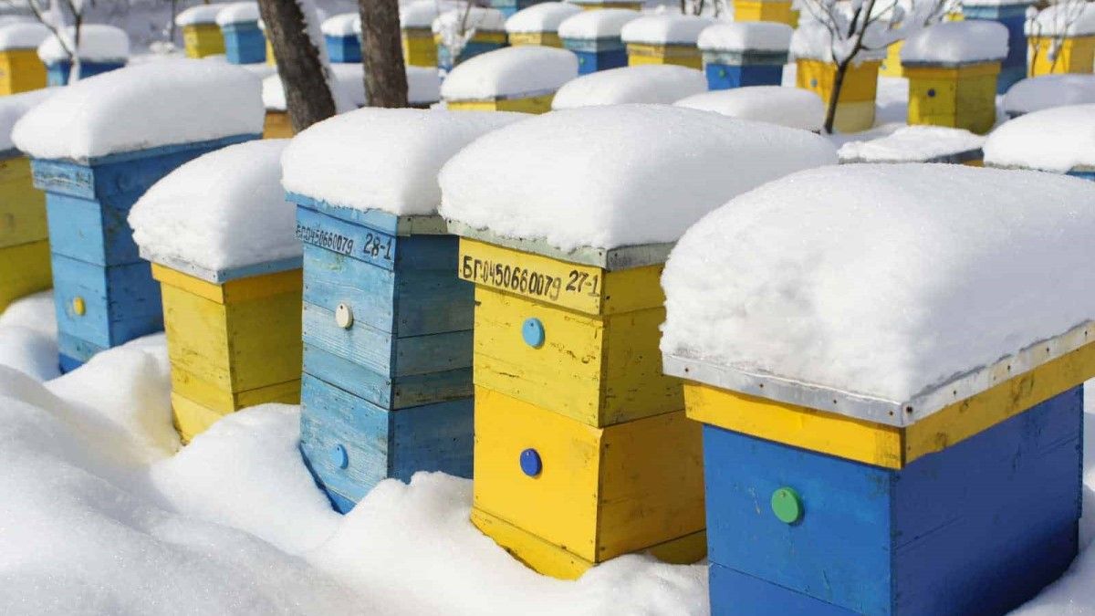 bal arıları kışın nasıl hayatta kalır?