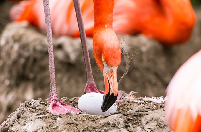 Karayip flamingosu çamurdan yaptığı yuvasındaki yumurtasına bakıyor.