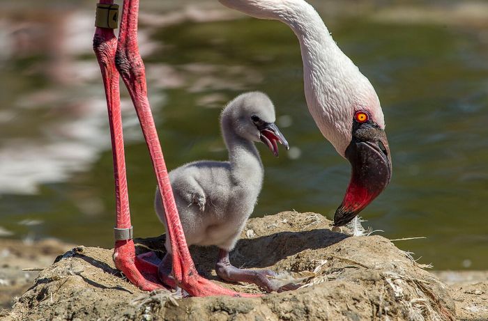 Flamingo yavrusunu besliyor.