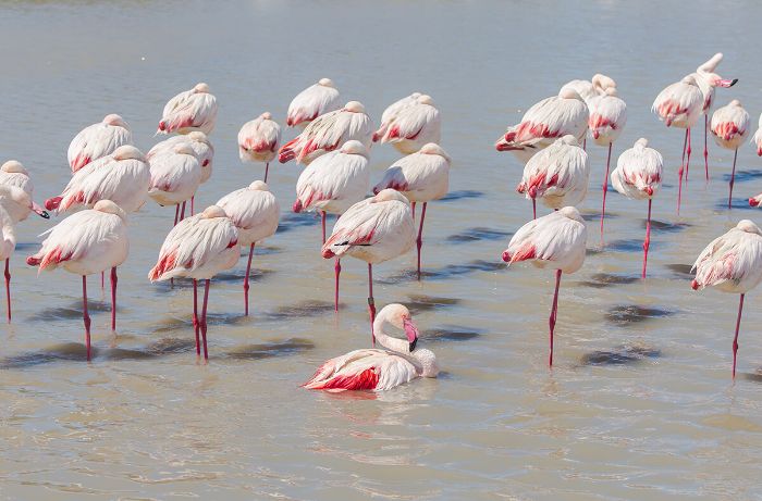 Flamingo topluluğu