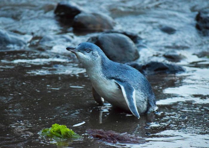 endemik hayvan Küçük mavi penguen