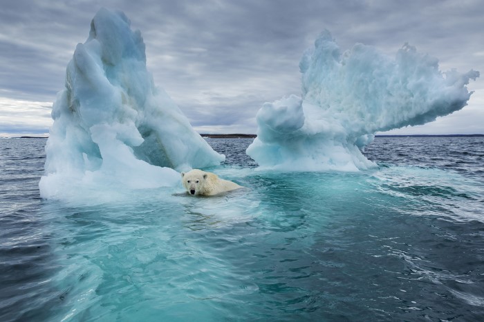 küresel ısınma kutup ayısı