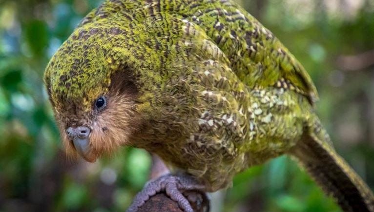 yeni zelanda endemik kuşu Kakapo