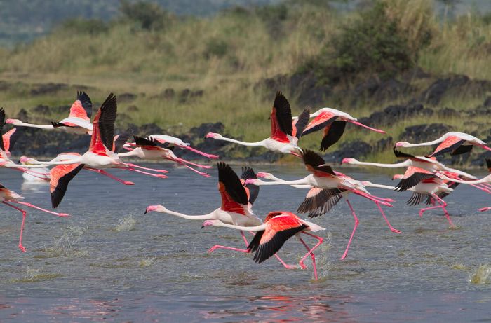 flamingolar (lesser) Kenya'da bir gölden havalanıyor