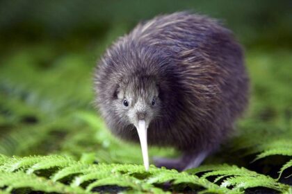 kivi kuşu (kiwi) yeni zelanda