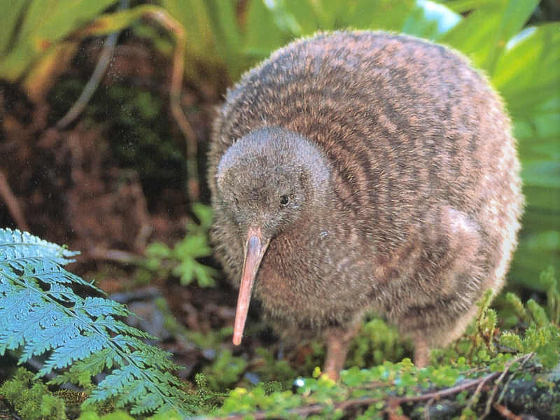 Ülkeye özgü Kiwi kuşu