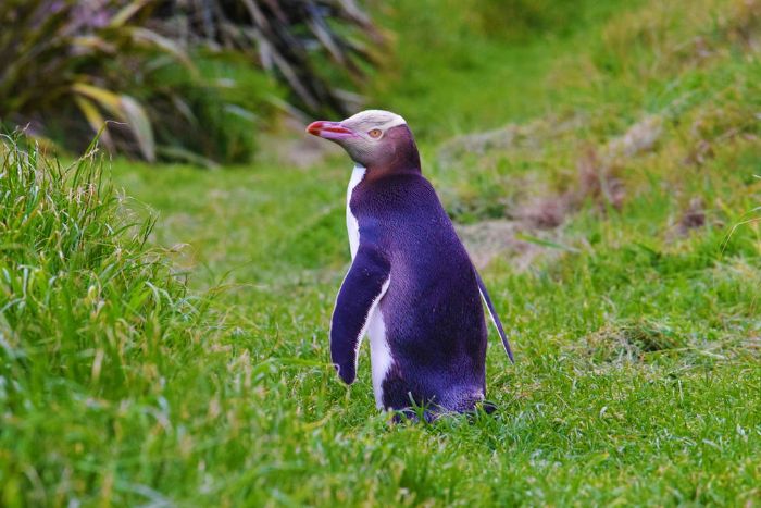 Sarı gözlü penguen yeni zelanda endemik hayvanı