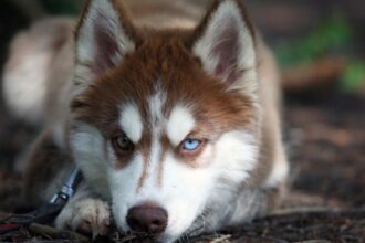 sibirya kurdu husky