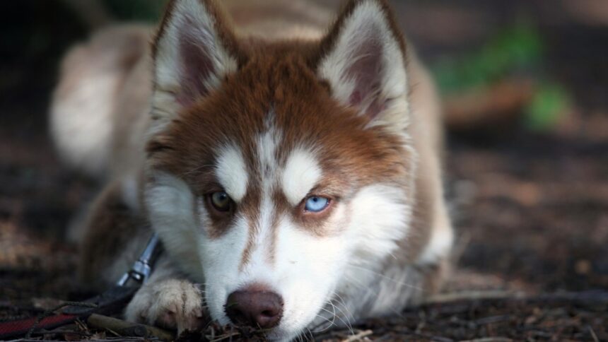 sibirya kurdu husky