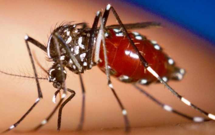 dang humması, Aedes sivrisineği