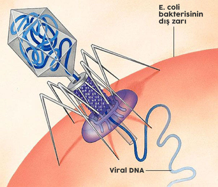 Virüs, canlı bir hücreye genetik materyalini enjekte ediyor.