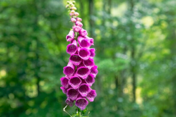 digitalis heart William Withering