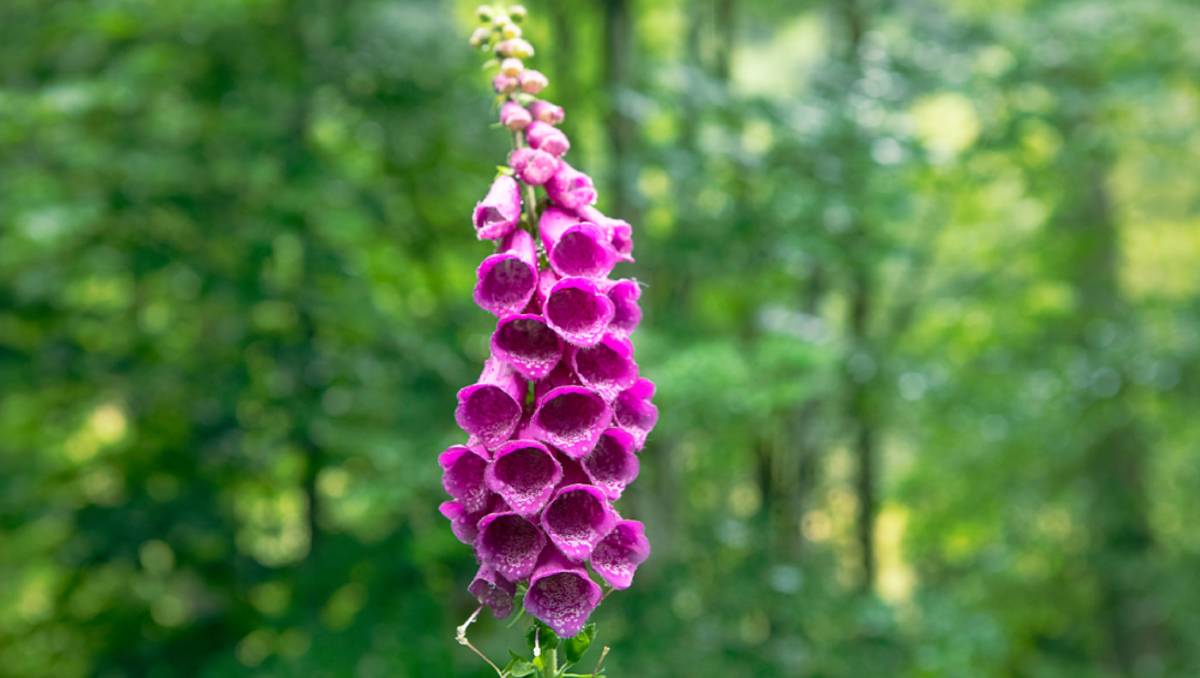digitalis heart William Withering
