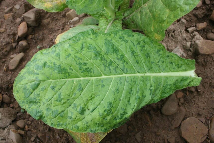 Tobacco mosaic virus