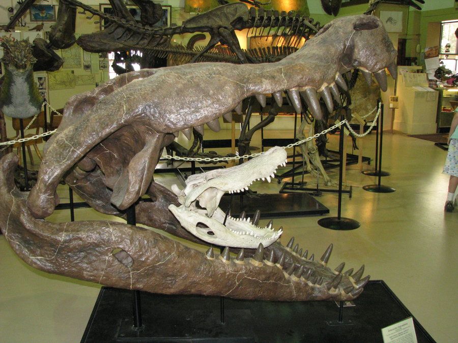 dinozor yiyen Deinosuchus