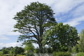 Lebanon Cedar