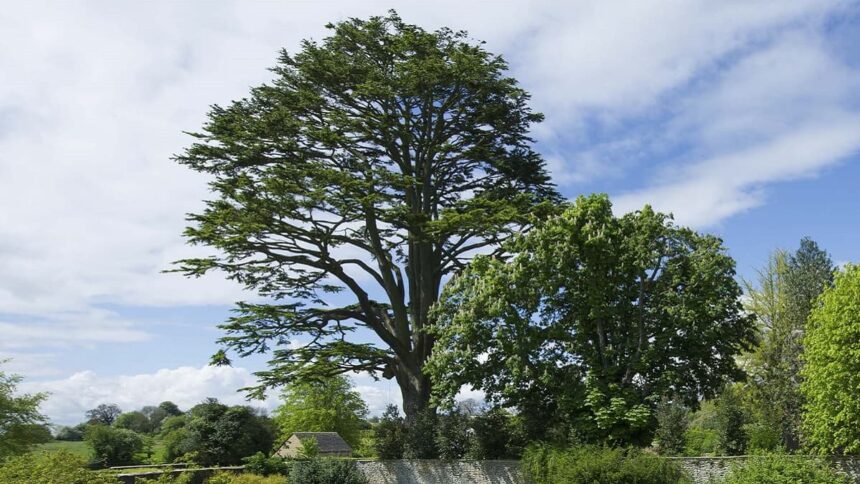 Lebanon Cedar