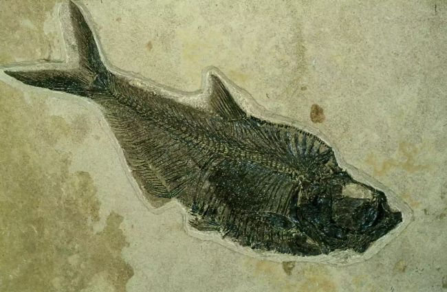 Omurgalı hayvan evriminin tarihinde balık ve köpekbalıkları.