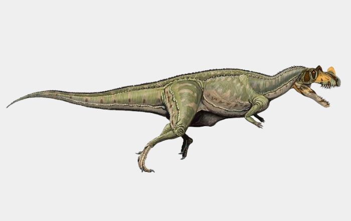 jurassic dönemi dinozoru Ceratosaurus.