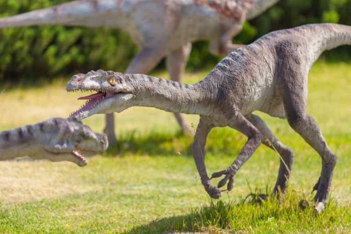 jurassic dönemi'nde yaşamış dinozor Compsognathus.