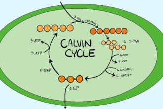 calvin cycle