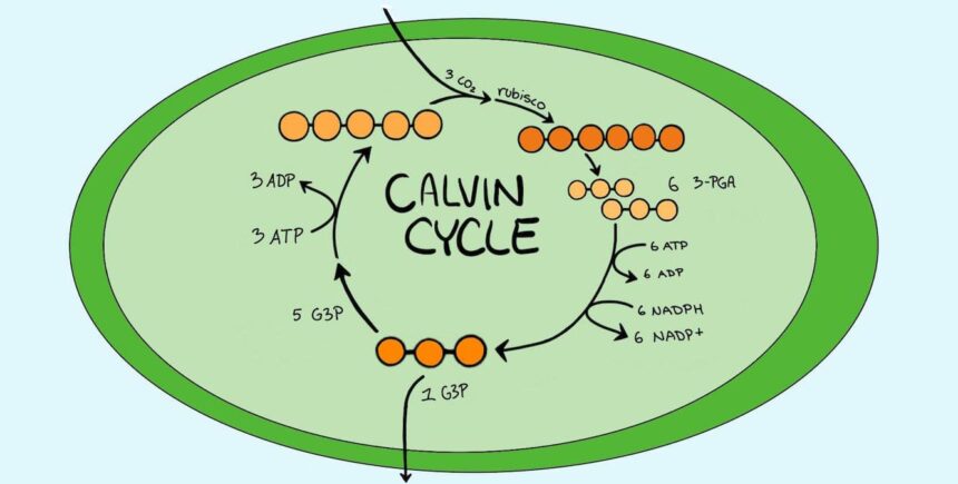 calvin cycle