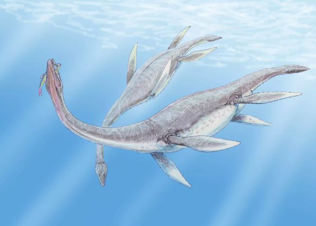 Plesiosaurus ve deniz sürüngenlerinin evrimi