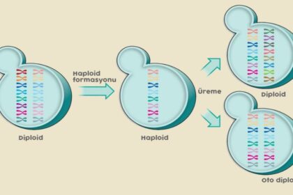 diploid haploid üreme