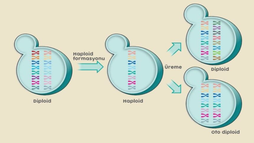 diploid haploid üreme