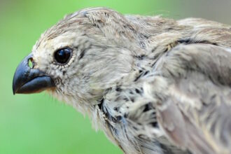 Darwin's finches