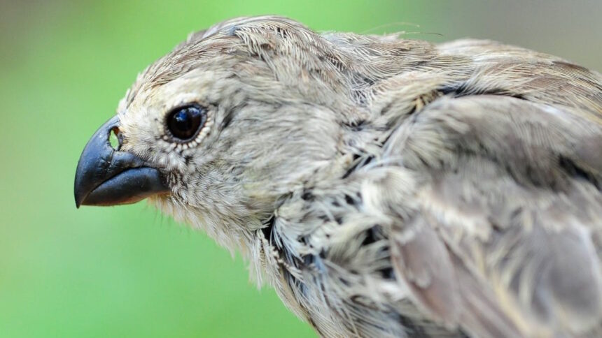 Darwin's finches