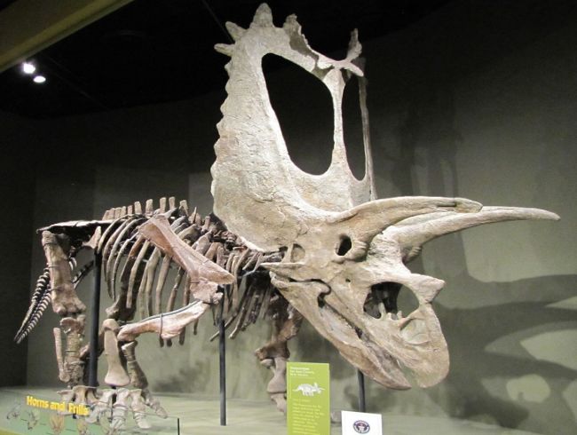 En bilinen dinozor türleri Ceratopsian